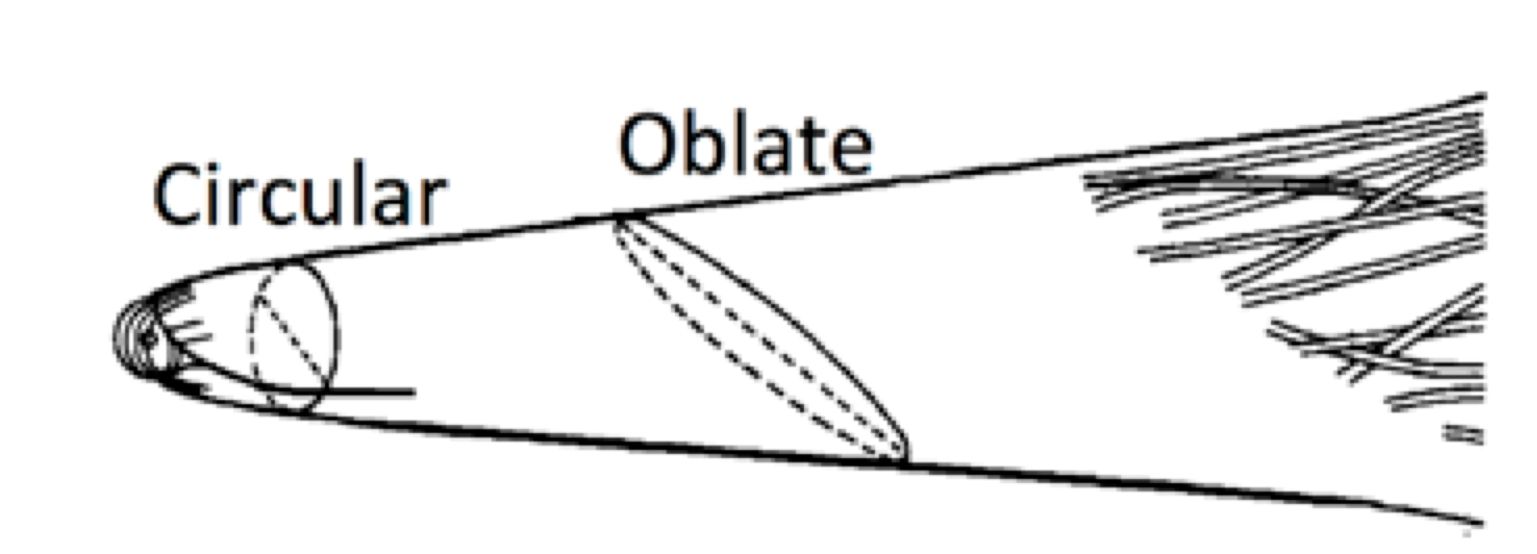 Shape of the magnetotail