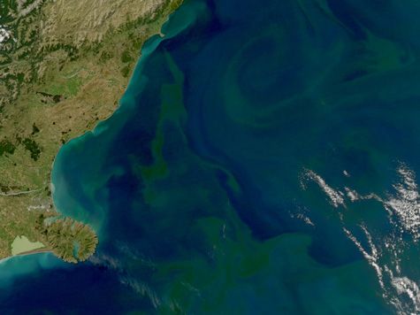 satellite image of phytoplankton bloom off new zealand coast