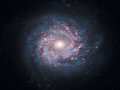 image of the spiral galaxy NGC 3982