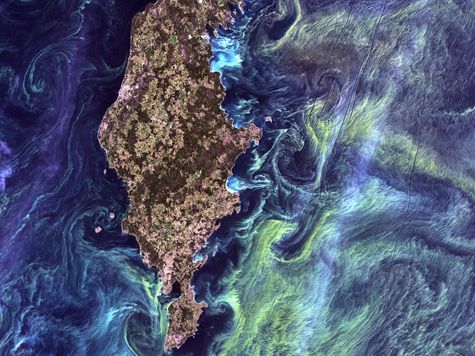 satellite image of phytoplankton bloom