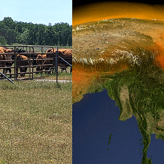 Photo montage of cows in pasture and satellite map image