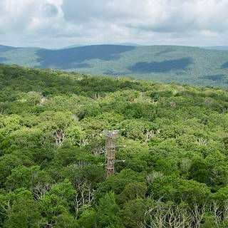 Aerial photo of tree canopy