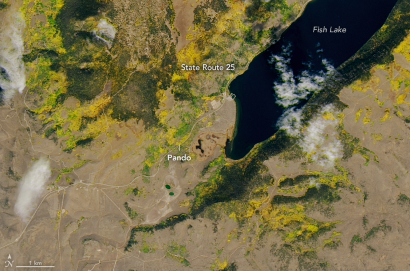 Landsat 9 satellite image of Pando in the fall of 2022