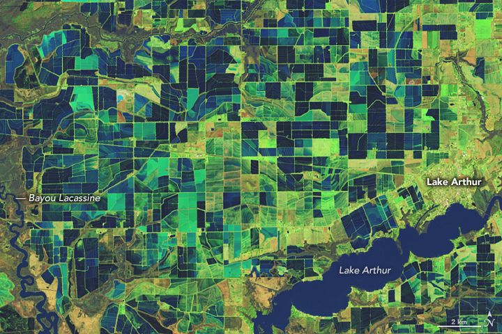 Landsat 9 false-color satellite image of flooded rice fields in Jefferson Davis Parish in southwestern Louisiana on February 3, 2023. 