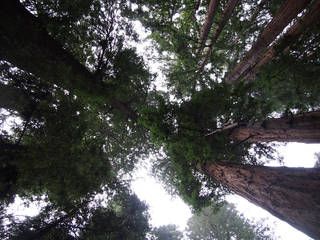 Photo of a stand of old-growth coast redwoods appearing to reach to the sky in Muir Woods, a primeval forest north of San Francisco. Credits: NASA/Karlin Younger