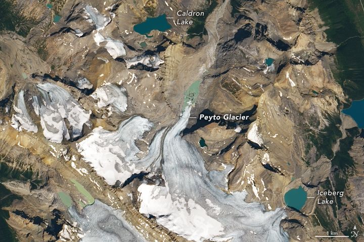 Landsat 8 satellite image of Peyto Glacier in August 2021
