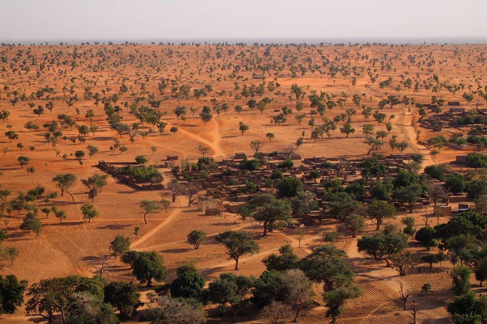 Photo of trees in Africa