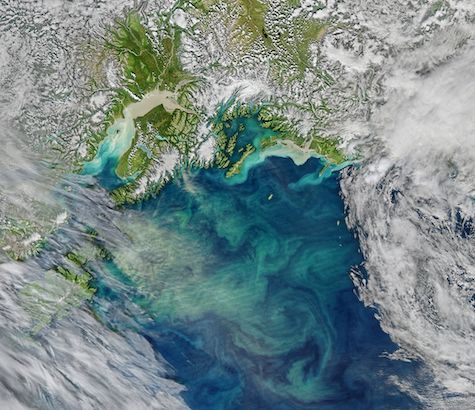 Satellite image of phytoplankton blooms in the Gulf of Alaska