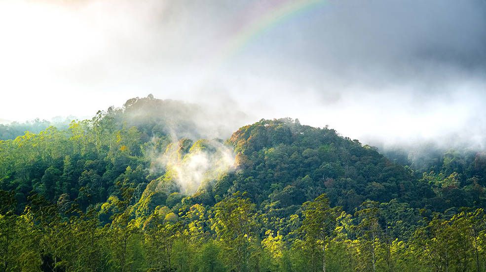 Image depicting a forest giving off moisture into the air, or transpiring. 