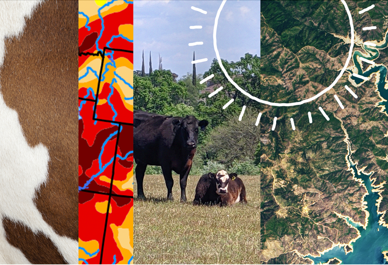 Photo montage of cattle and remote sensing data product images