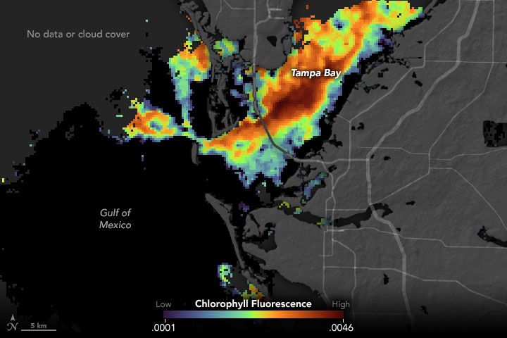 Map of Chlorophyll Fluorescence in Tampa Bay