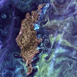 Satellite image of large green blooms of phytoplankton swirling in the dark water around Gotland, a Swedish island in the Baltic Sea.