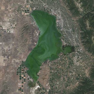 Landsat satellite image of algae bloom