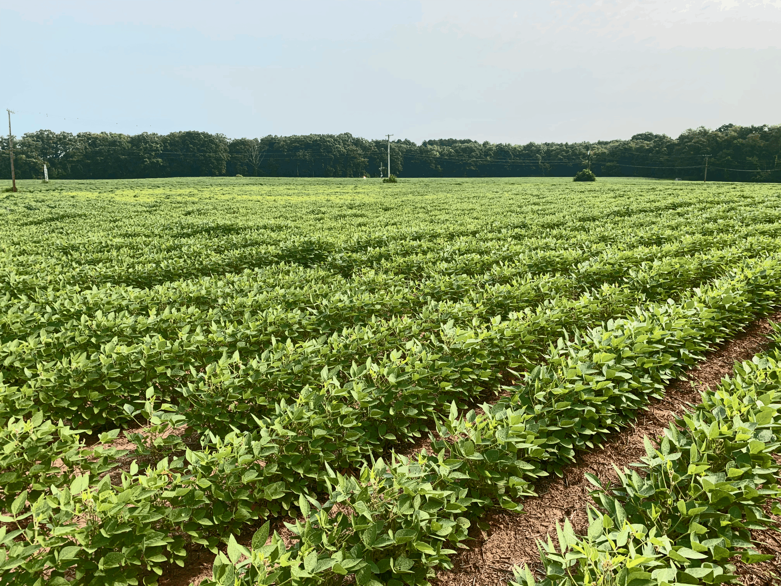 soybean field