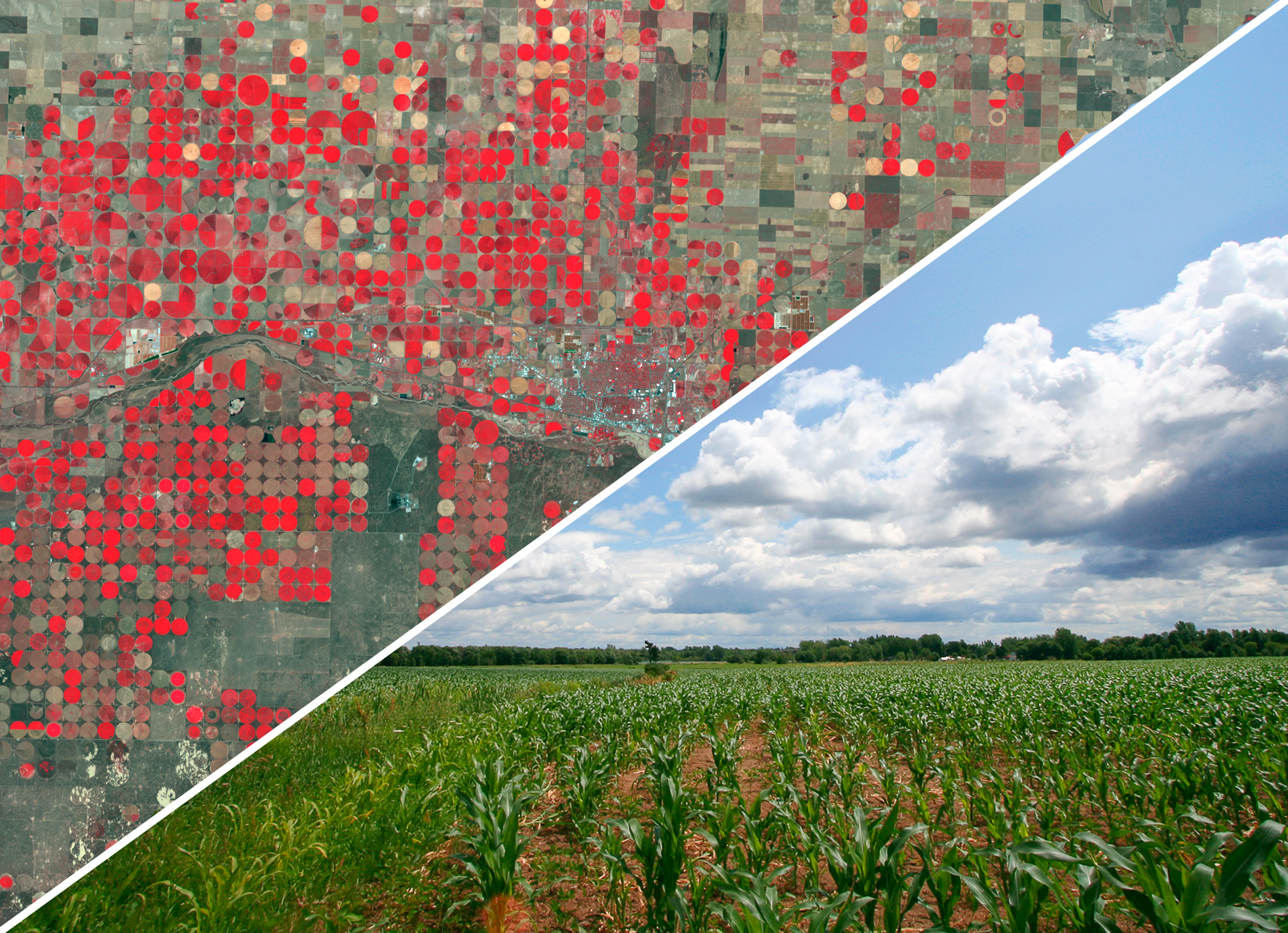 Kansas City agriculture