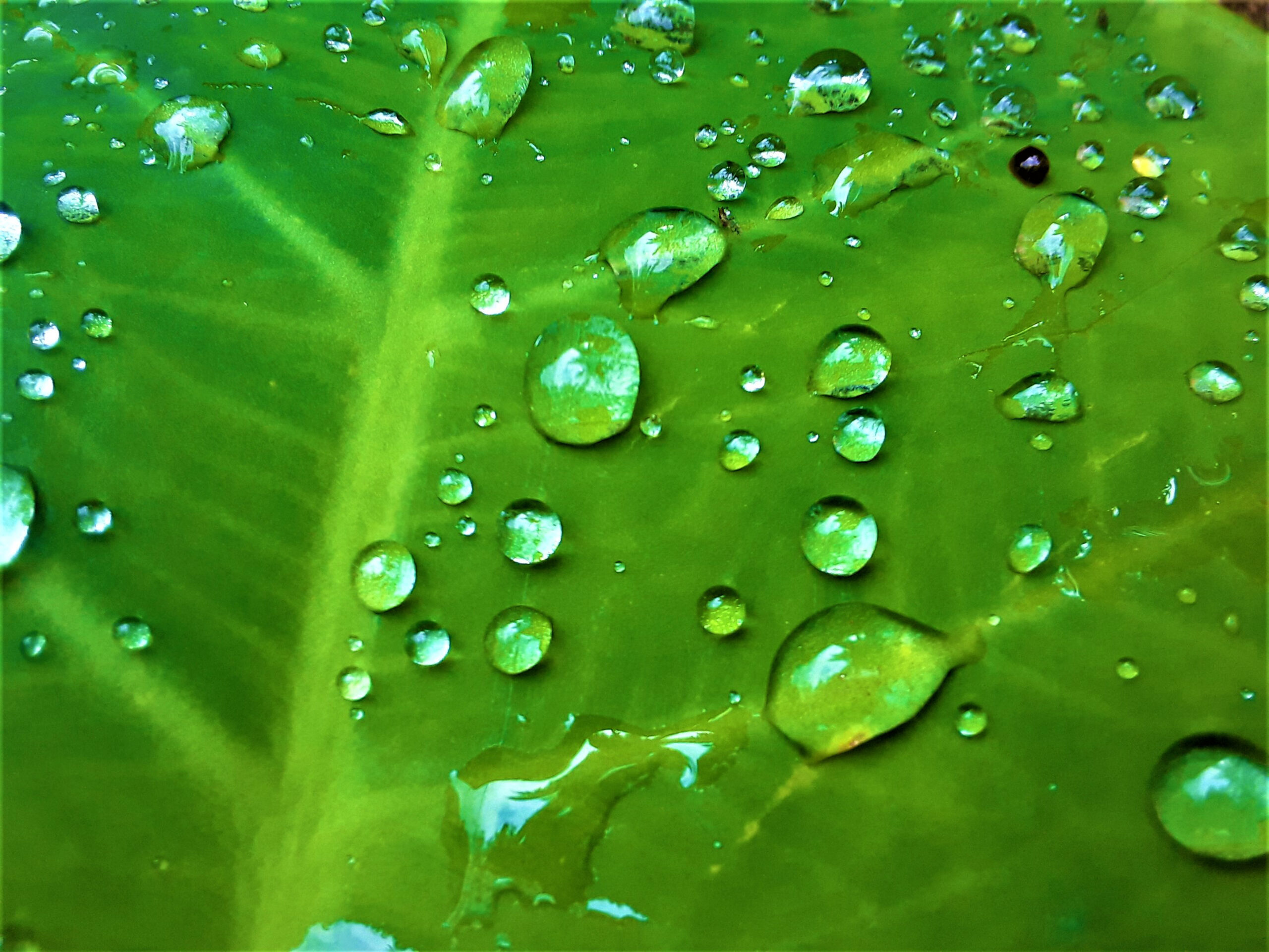 green leaf with droplets